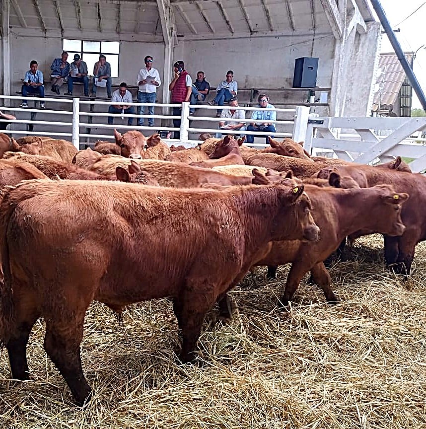 (videos)4º Destete de Primavera de Rústicos: una fiesta de calidad y precios