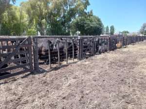 Exitoso remate de Angus del Sudeste (video)