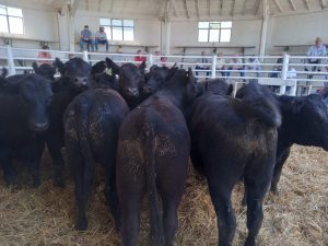 Exitoso remate de Angus del Sudeste (video)