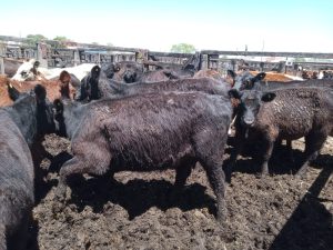 Exitoso remate de Angus del Sudeste (video)