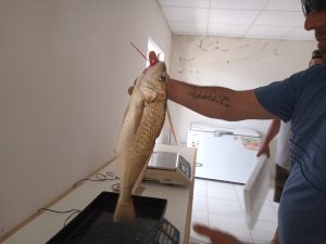 Club de Pesca Claromecó: primeras piezas que entran en competencia