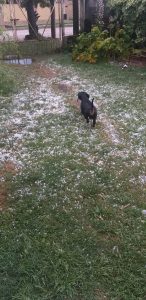 Enviados al WhatsApp 584452: fotos y videos de la lluvia y el granizo