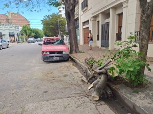 Una rama cayó arriba de un auto estacionado en el centro