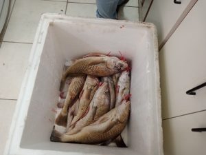 Pesca: Primera clasificación del Club de Pesca Claromecó