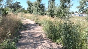 Peligroso estado por obstrucciones del curso urbano del Arroyo del Medio (galería de fotos)