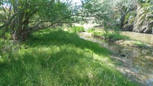 Peligroso estado por obstrucciones del curso urbano del Arroyo del Medio (galería de fotos)