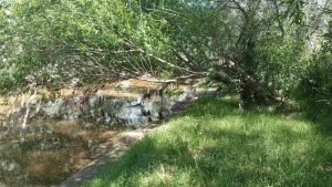 Peligroso estado por obstrucciones del curso urbano del Arroyo del Medio (galería de fotos)