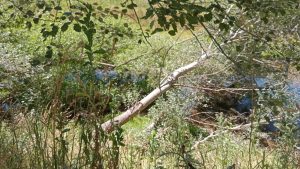 Peligroso estado por obstrucciones del curso urbano del Arroyo del Medio (galería de fotos)