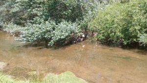 Peligroso estado por obstrucciones del curso urbano del Arroyo del Medio (galería de fotos)