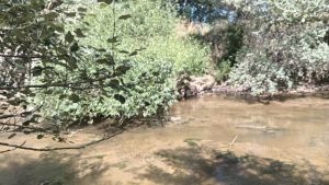 Peligroso estado por obstrucciones del curso urbano del Arroyo del Medio (galería de fotos)