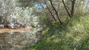 Peligroso estado por obstrucciones del curso urbano del Arroyo del Medio (galería de fotos)
