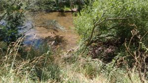 Peligroso estado por obstrucciones del curso urbano del Arroyo del Medio (galería de fotos)