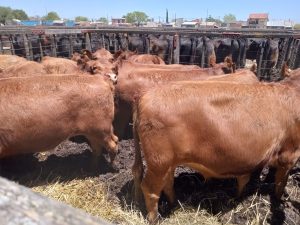 Exitoso remate de Angus del Sudeste (video)