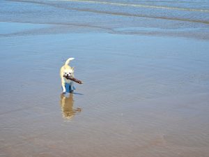 Claromecó: Guardavidas trabajaron en el rescate de cuatro jóvenes en el mar (video)