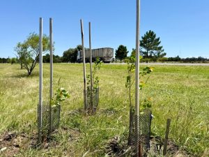 San Cayetano: reconocimiento al municipio por gestión medioambiental