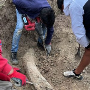 Miramar: Hallan el colmillo de un elefante prehistórico de más de 100 mil años