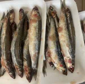 (audio) El Repunte Pesca, un emporio al servicio del pescador