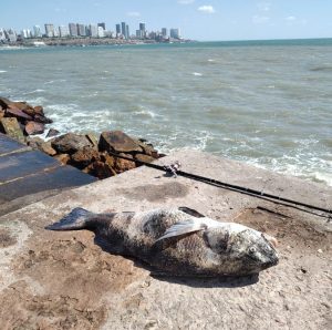 A días de “Las 24” cayó la “negra” de 22,700 kilos en Mar del Plata