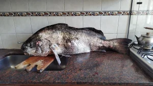 A días de “Las 24” cayó la “negra” de 22,700 kilos en Mar del Plata