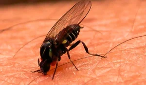 Alertan por presencia de la Mosca Negra, insecto que muerde al posarse