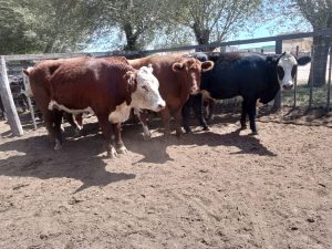 Importante remate de Arzoz y Cia en la feria tresarroyense