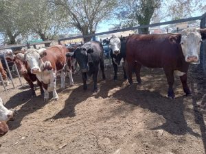 Importante remate de Arzoz y Cia en la feria tresarroyense