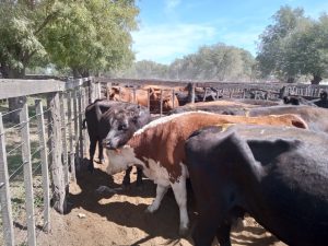 Importante remate de Arzoz y Cia en la feria tresarroyense