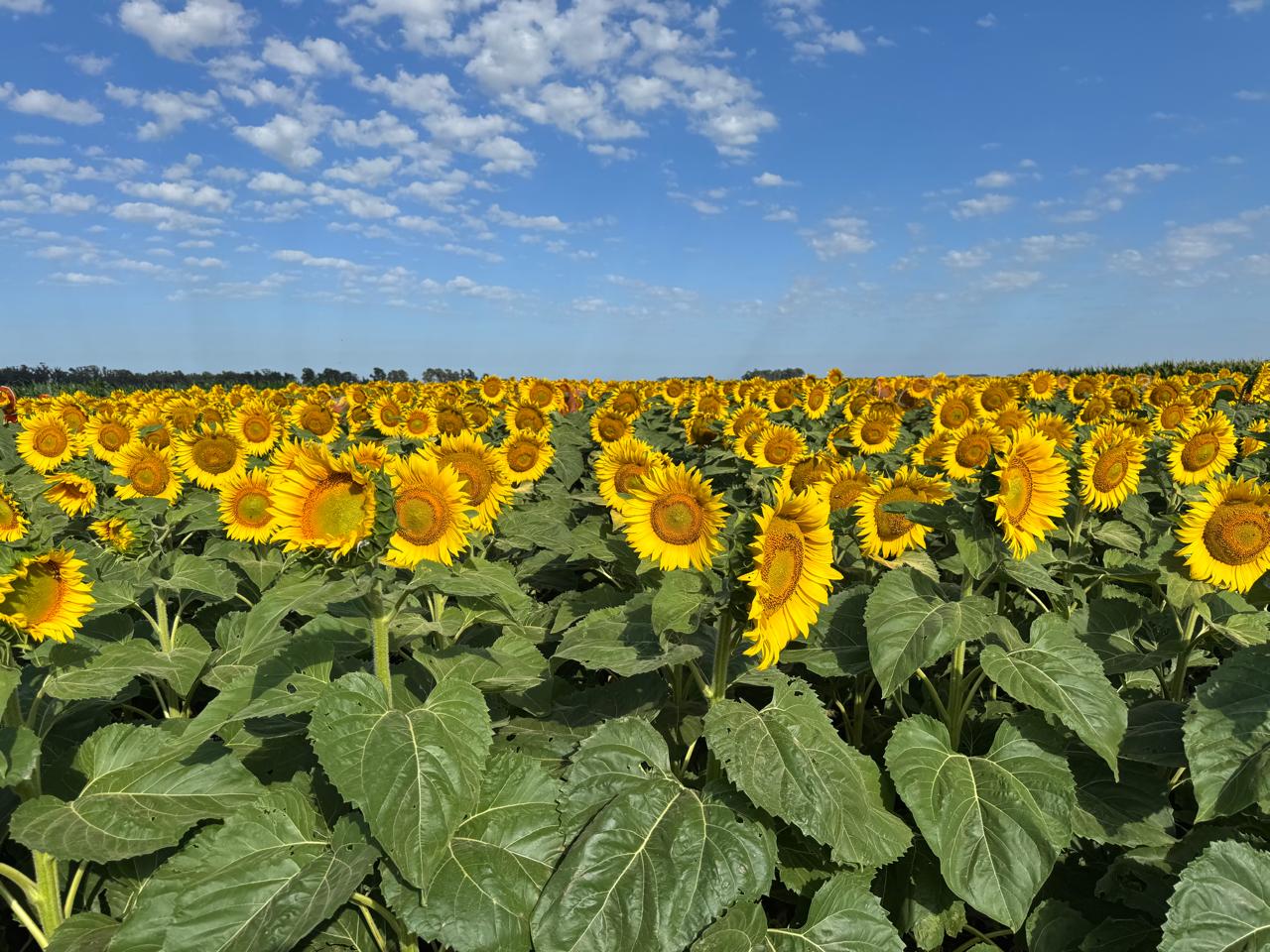 (audio) Martín Zamora: “esta lluvia vino bien, pero hace falta mayor milimetraje”