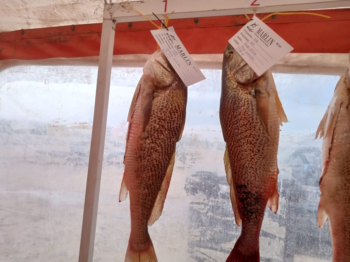 Arriola y un ejemplo de superación, ahora lidera con una pieza de 3.224 KG