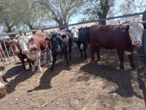 Importante remate de Arzoz y Cia en la feria tresarroyense
