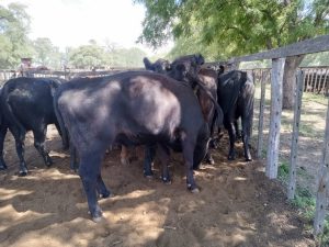 Importante remate de Arzoz y Cia en la feria tresarroyense