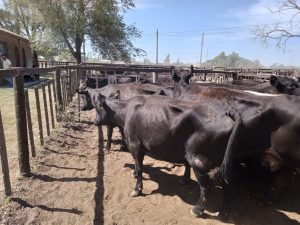 Importante remate de Arzoz y Cia en la feria tresarroyense