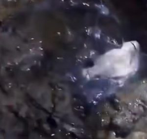 El pescador a quien le descalificaron la pieza reclamará ante la Justicia