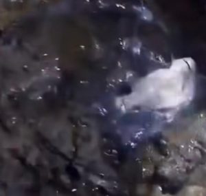 El pescador a quien le descalificaron la pieza reclamará ante la Justicia