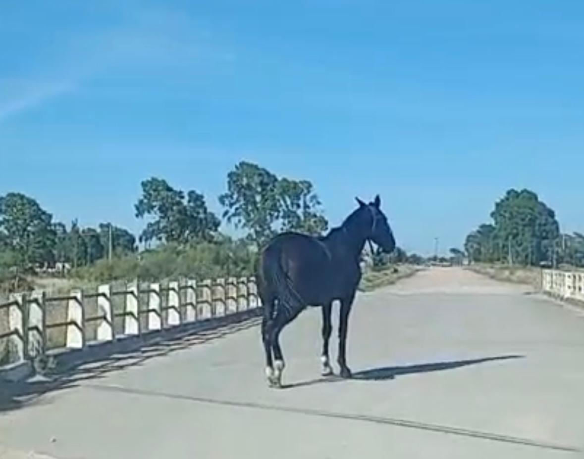 Precaución: Advierten sobre la presencia de caballos sueltos en el Puente Ciclista (video)