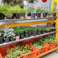 Ahora, vendedores de plantas y plantines por redes deben registrarse ante SENASA