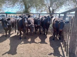 Importante remate de Arzoz y Cia en la feria tresarroyense