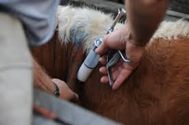 Ruralistas informan sobre el inicio de la vacunación anti aftosa