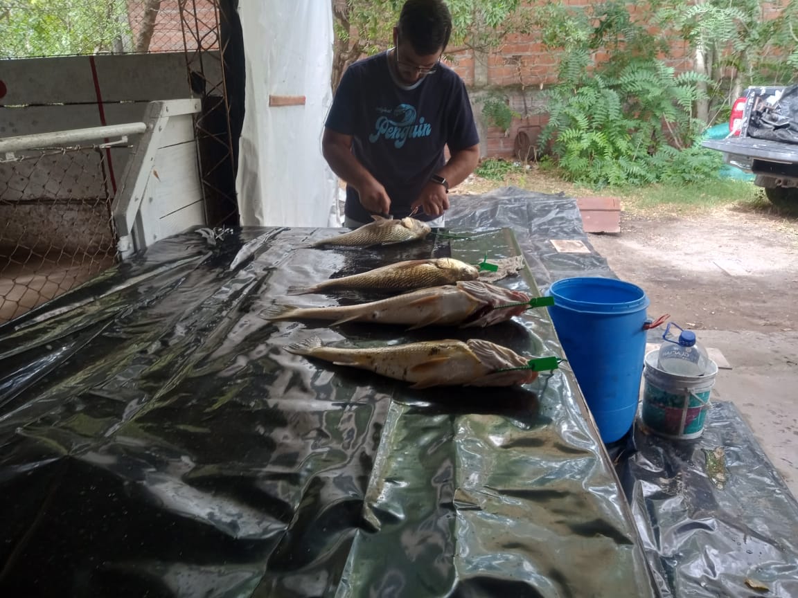 Importante cantidad de piezas en el concurso del Quequén de Oriente