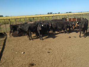 Se realizo el primer remate del año de La Agricola Ganadera