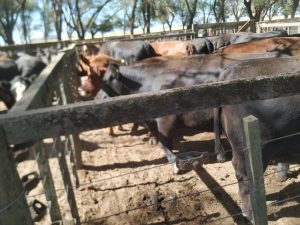 Se realizo el primer remate del año de La Agricola Ganadera