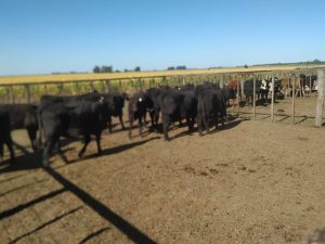 Se realizo el primer remate del año de La Agricola Ganadera