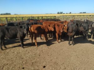 Se realizo el primer remate del año de La Agricola Ganadera