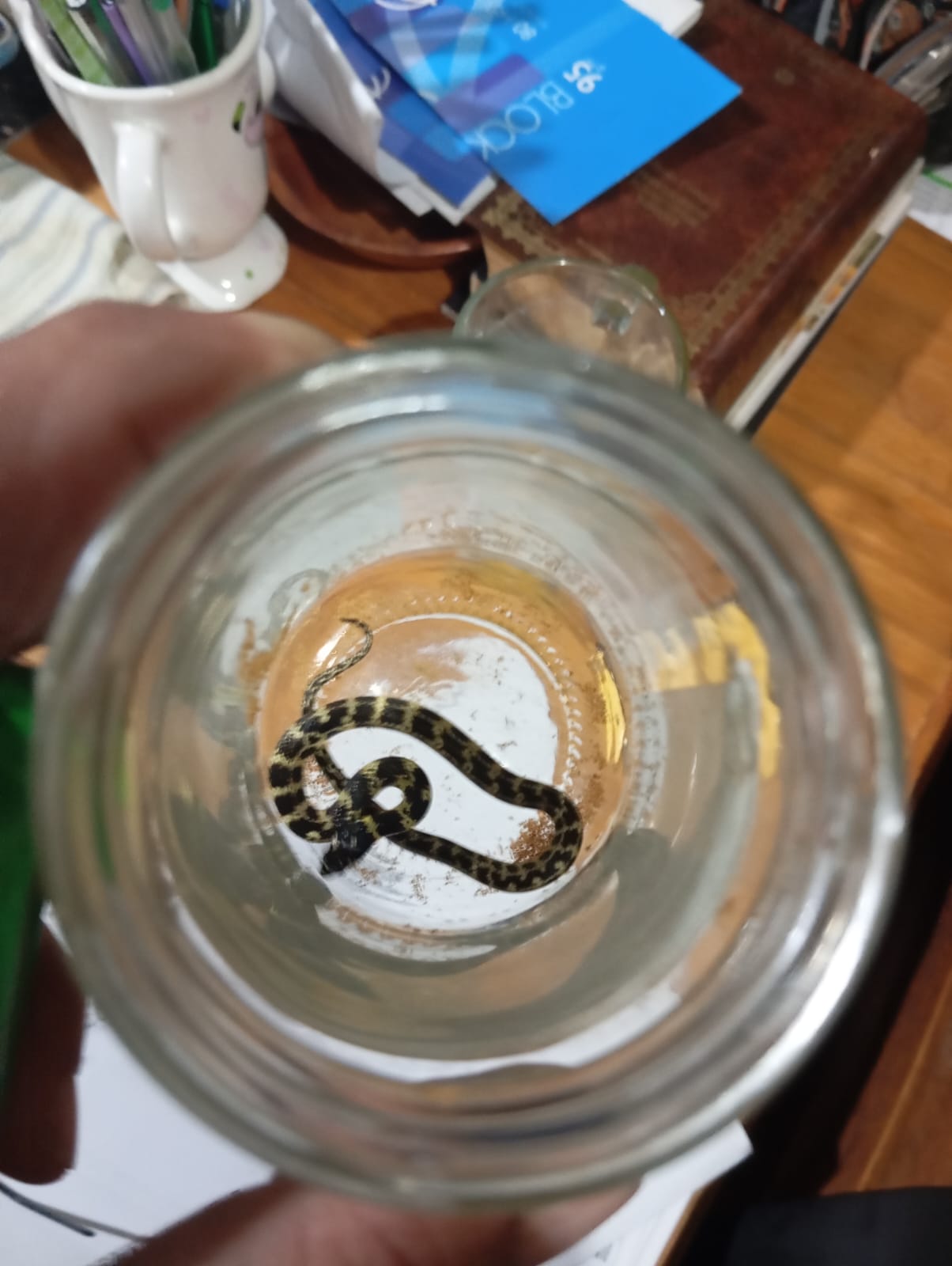 (audio)Eduardo Álvarez: “En nuestra zona solo hay culebras totalmente inofensivas”