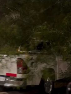 Una camioneta chocó y derribó un árbol en Quintana y Belgrano