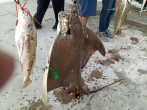 Pesca – El Quequén: Luis Rodriguez se coronó gran ganador. Lucas Salimeni triunfó en la “Variada”