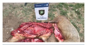 Múltiples aprehensiones y secuestros en operativos del CPR