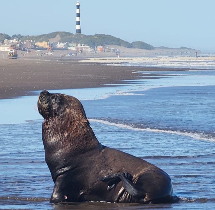 (video) Apareció un lobo marino en las playas de Claromecó
