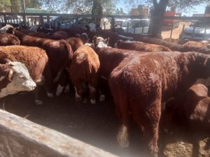 Buenos precios y excelente hacienda en el remate de La Agrícola Ganadera