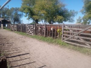 Buenos precios y excelente hacienda en el remate de La Agrícola Ganadera